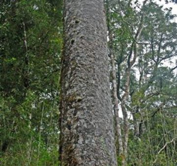 Mesilau, Kinabalu Park