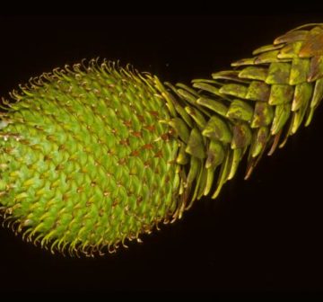 Female seed-cone