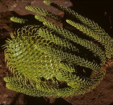 Mature female seed-cone