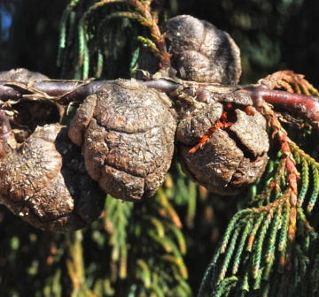 <p>Cultivated. California: Torrey Pines</p>