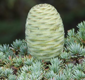 Two year old female cone