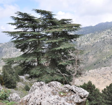 <p>Lebanon</p>