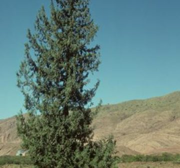 var. atlantica in the Oued n'Fiss Valley, Morocco