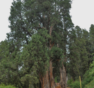 <p>Tibet; Bayi (3030m), 2500 year old tree</p>