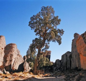 var. dupreziana on the Tassili Plateau, Algeria