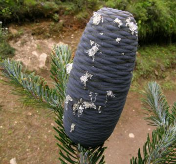 Mature female cone. Nepal, Solu Khumbu District