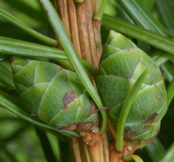 Immature female cones; Bedgebury Pinetum