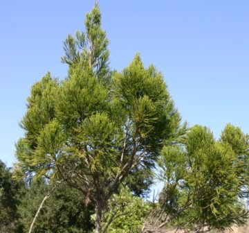 Cultivated in Santa Cruz Arboretum