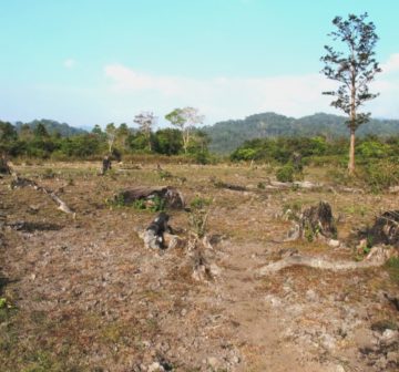 Former old-growth forest, Nakai Plateau Lao PDR
