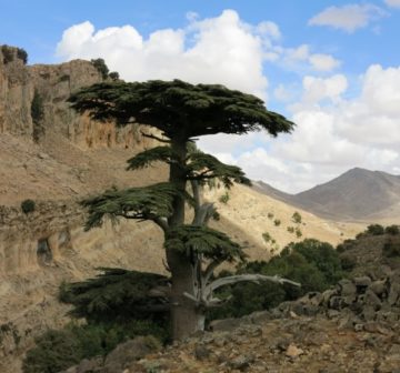 Old-growth trees, Middle Atlas, Morocco