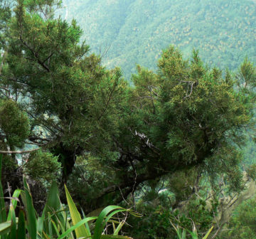 Mature tree on summit of Petite Piton