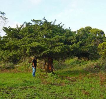 300 year old tree, Terceira Island