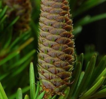 <p>Immature female seed cone</p>