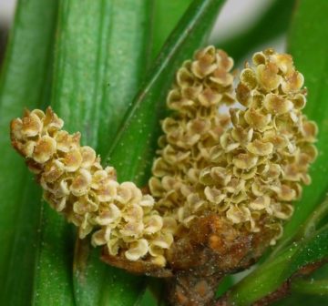 <p>Mature male pollen cones</p>