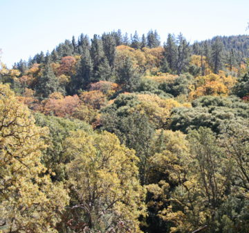 <p>Oregon; Los Padres National Forest</p>