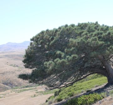 <p>Santa Cruz Island, USA<br /></p>