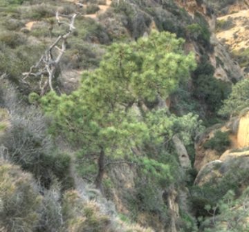 Mature tree in a steep-sided ravine