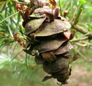 Mature female cone. Bedgebury Pinetum
