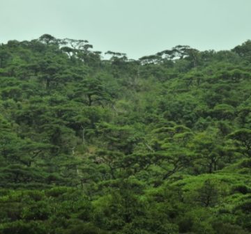 Pinus dalatensis forest, Xe Sap NPA