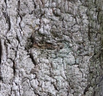 Bark of old-growth tree