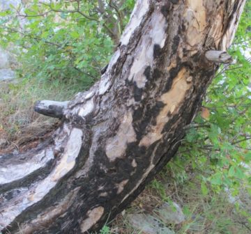 Sveti Ilija - fire scarred bark