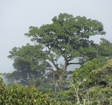 Pinus cernua, Xuan Nha