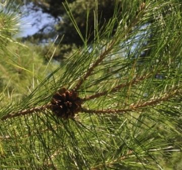 <p>Foliage and cone (cultivated)</p>