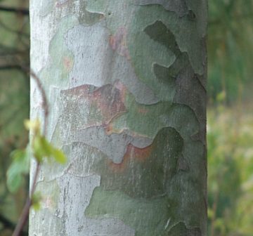 Pinus squamata bark