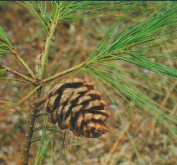 Pinus squamata cone