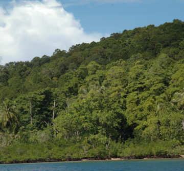 <p>Habitat. Choiseul Island, Western Solomon Islands</p>