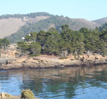 <p>Point Lobos State Park, California</p>