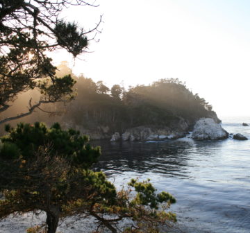 <p>Point Lobos State Park, California</p>