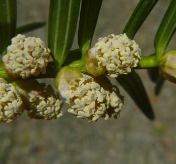 <p>Male pollen cones</p>