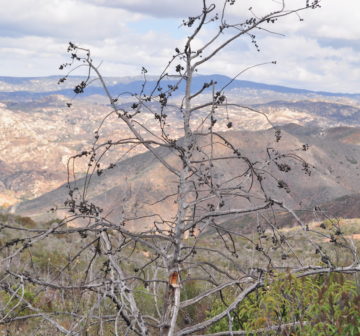 <p>USA: Baja California: Tecate Peak (burnt forest)<br /></p>