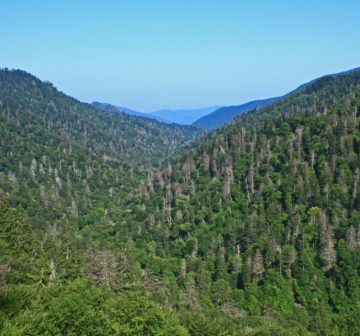 <p>USA: Great Smoky Mountains National Park. Trees being killed by hemlock woolly adelgid (Adelges tsugae)<br /></p>