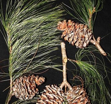 Pinus cernua, foliage and cones