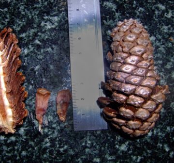 Mature female cones