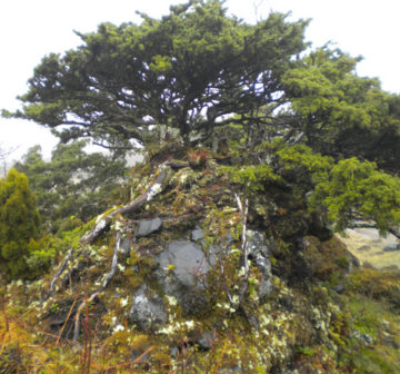 Old-growth tree, Terceria island