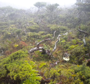 Montane cloud forest, Pico Island