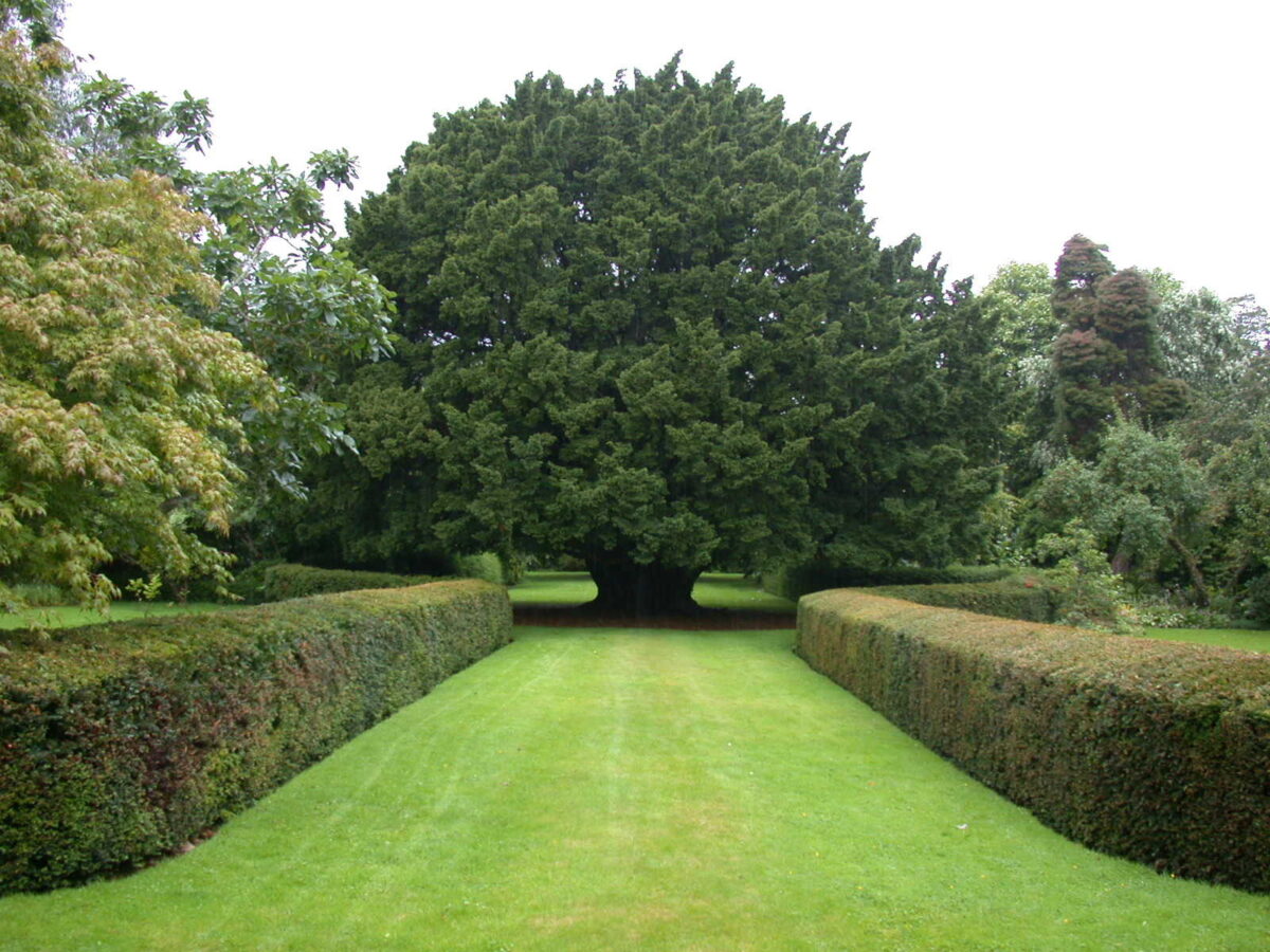 The Dundonnell Yew. Wester Ross, Scotland