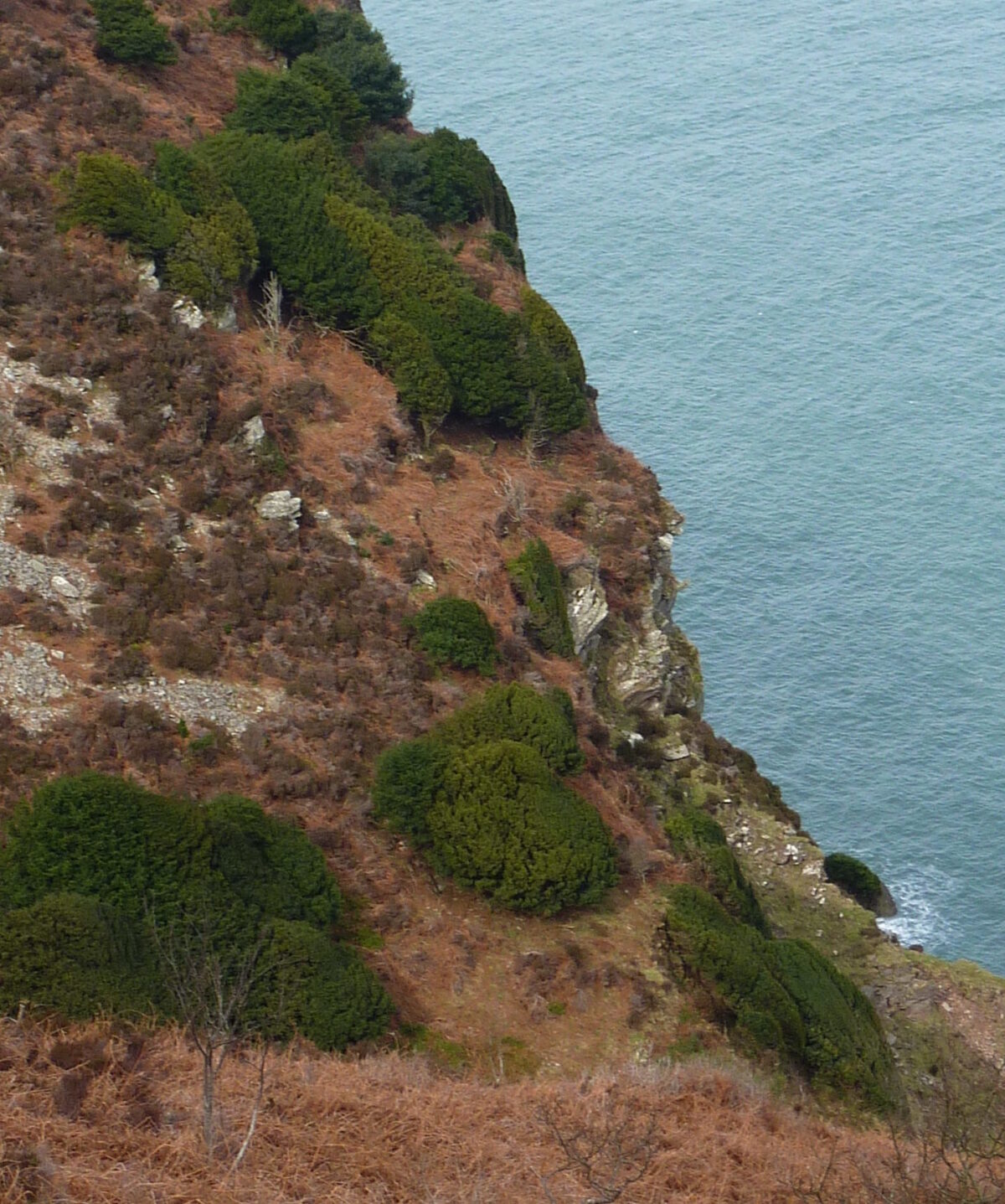Native Population North Devon, West Woody Bay
