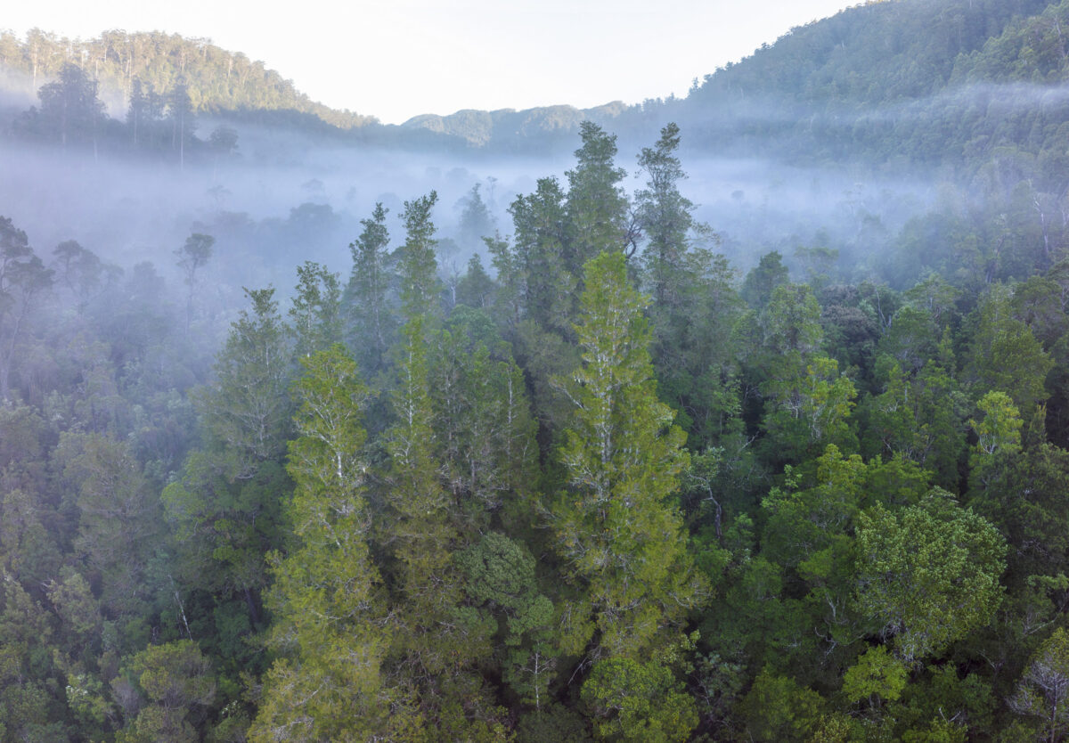 Aerial view of one of the recently surveyed undisturbed stands of Huon pine near the Wilson River