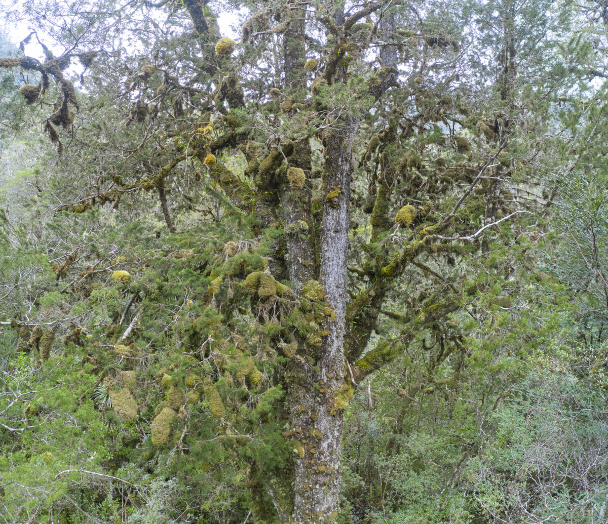 Canopy of one of the ancient Huon pines festooned with epiphytic bryophytes and lichens. 
