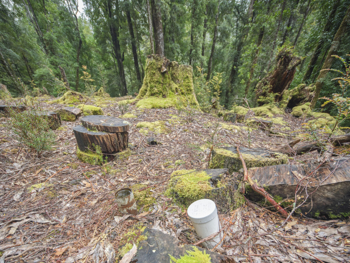 One of three drill holes, all of which lie less than 150m from the sampled Huon pines, where the ‘Big Wilson’ tin deposit was discovered. 